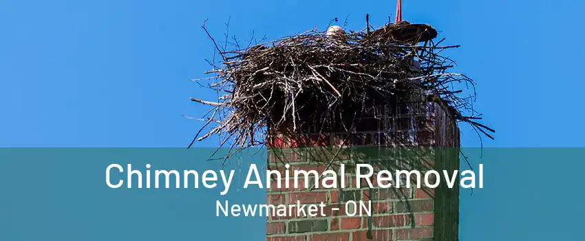 Chimney Animal Removal Newmarket - ON