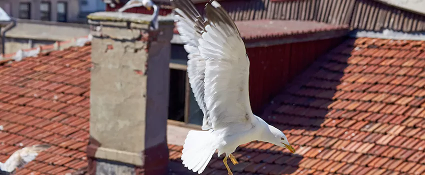 Residential Chimney Animal Removal Solution in Newmarket, ON